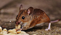 24 Hour & Emergency Exterminators in Thunder Mountain, NV